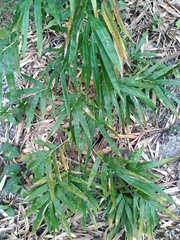 Bambusa stenostachya