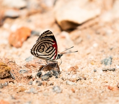 Diaethria candrena