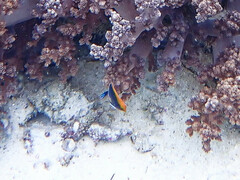 Pomacentrus chrysurus