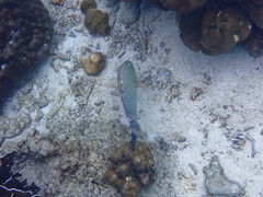 Cheilinus trilobatus