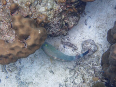 Cheilinus trilobatus