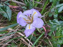 Iris unguicularis