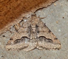 Frederickia s-signata