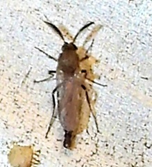Ceratopogonidae