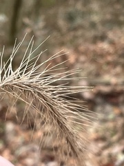 Elymus glabriflorus