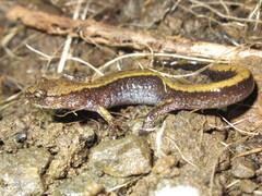 Plethodon dunni