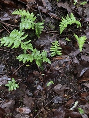 Polypodium calirhiza