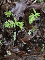 Polypodium calirhiza