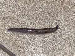 Milacidae