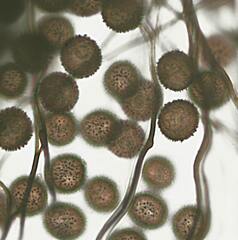 Polyschismium alpestroides