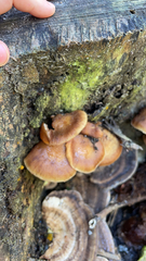 Armillaria novae-zelandiae