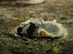 Polyschismium alpestroides