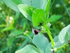 Vicia narbonensis