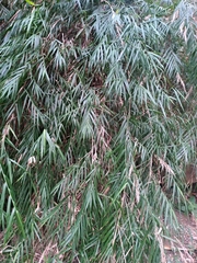 Arundo formosana