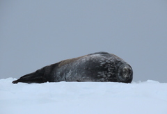 Leptonychotes weddellii