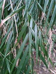 Arundo formosana