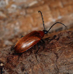 Pseudocistela ceramboides