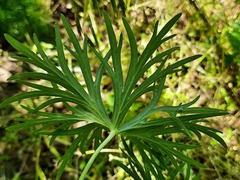 Delphinium macropogon