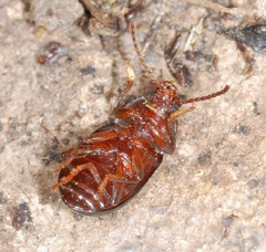 Nalassus dermestoides