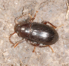 Nalassus dermestoides