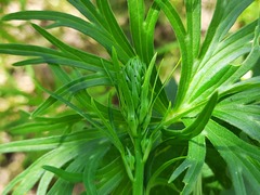Delphinium macropogon