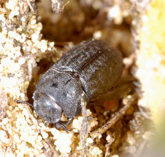 Melanimon tibiale