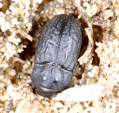 Melanimon tibiale