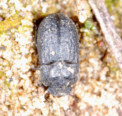 Melanimon tibiale