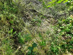 Delphinium macropogon