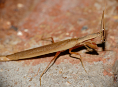 Pyrgomantis rhodesica
