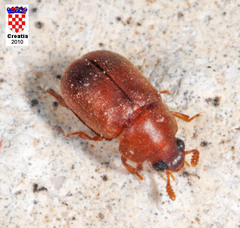 Pentaphyllus chrysomeloides