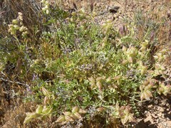 Astragalus lentiginosus