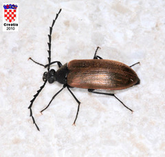 Pseudocistela ceramboides