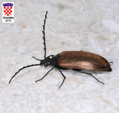 Pseudocistela ceramboides