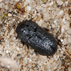 Melanimon tibiale