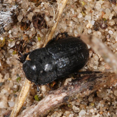 Melanimon tibiale