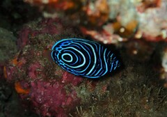 Pomacanthus imperator