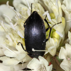 Podonta nigrita