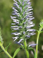 Veronica steppacea