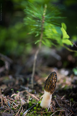 Morchella snyderi