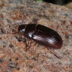 Alphitobius diaperinus