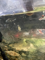 Enneacanthus gloriosus