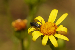 Augasma aeratella