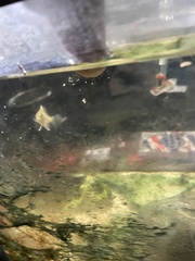 Enneacanthus gloriosus