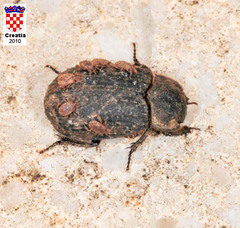 Trogidae