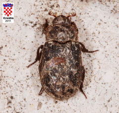 Trogidae