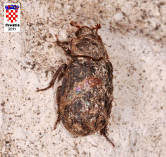 Trogidae