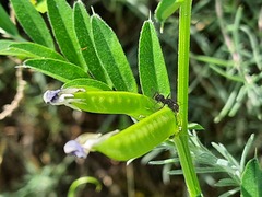 Vicia sativa