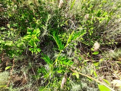 Vicia sativa