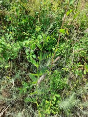 Vicia sativa